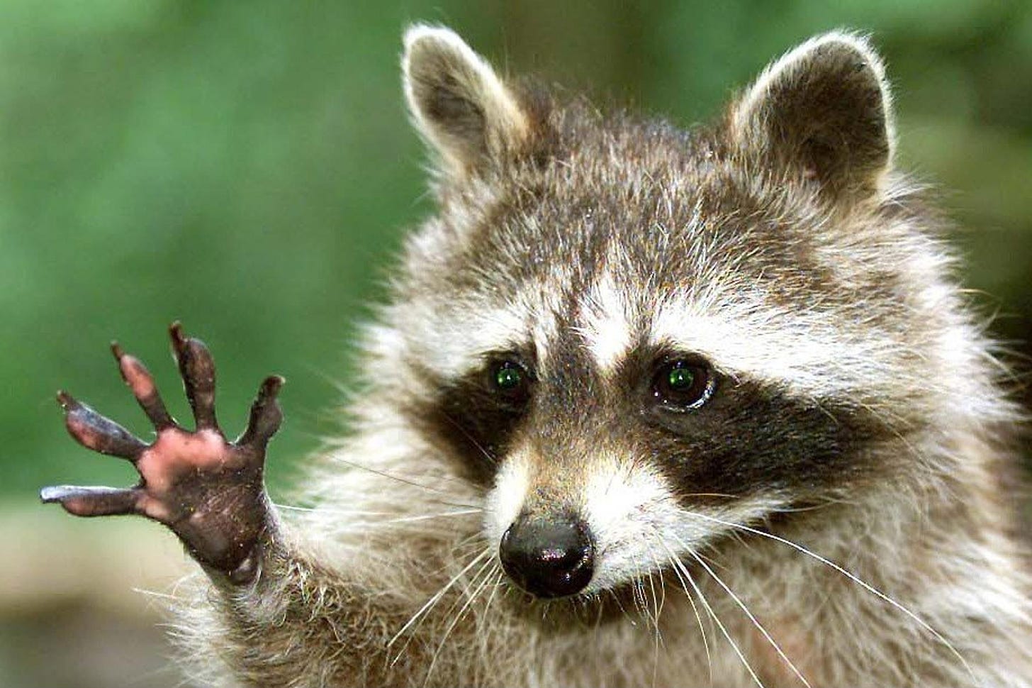 Raccoon holding up its five fingered paw.