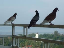 Pigeons in the morning on Balcony - Picture of Muar Traders Hotel -  Tripadvisor