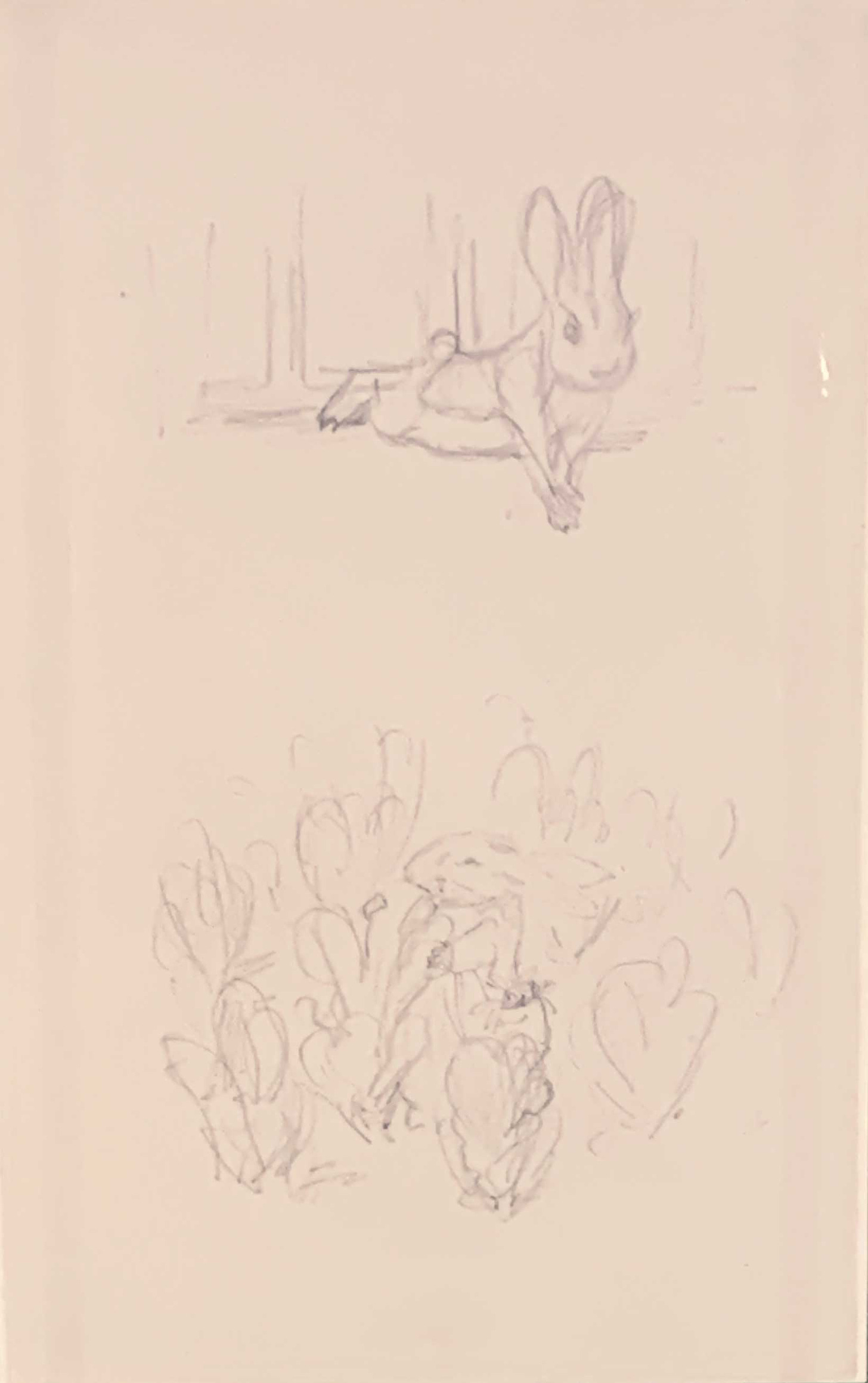 Beatrix Potter Peter Rabbit sketches