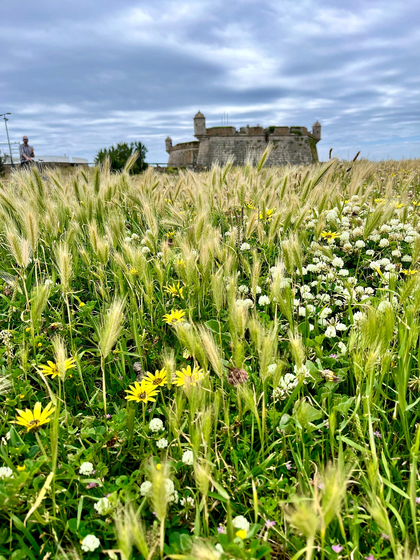 image: a spring field with wild flowers, and an old fortress in the background.