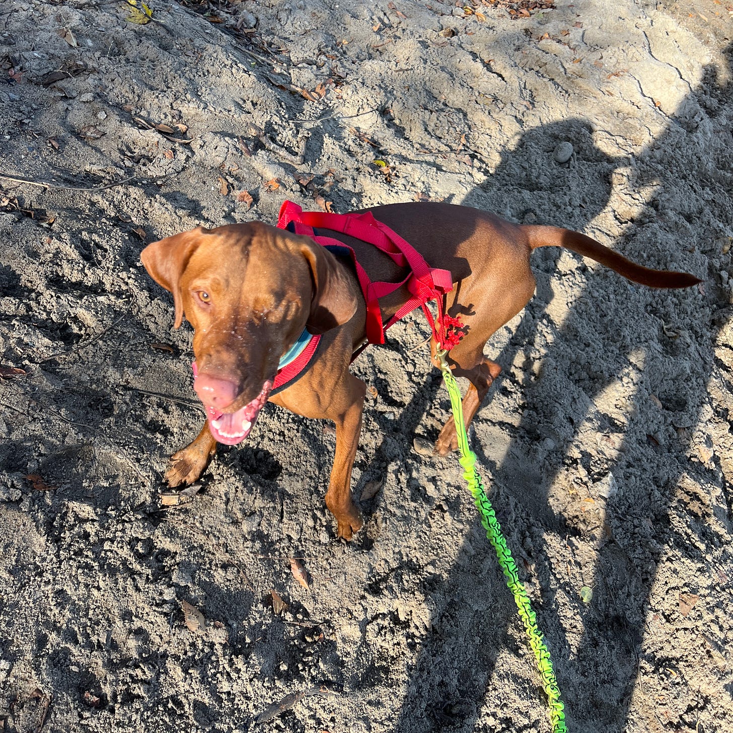 Leif, the one eyed vizsla, looking happy on a sandy beach wearing a canicross harness.