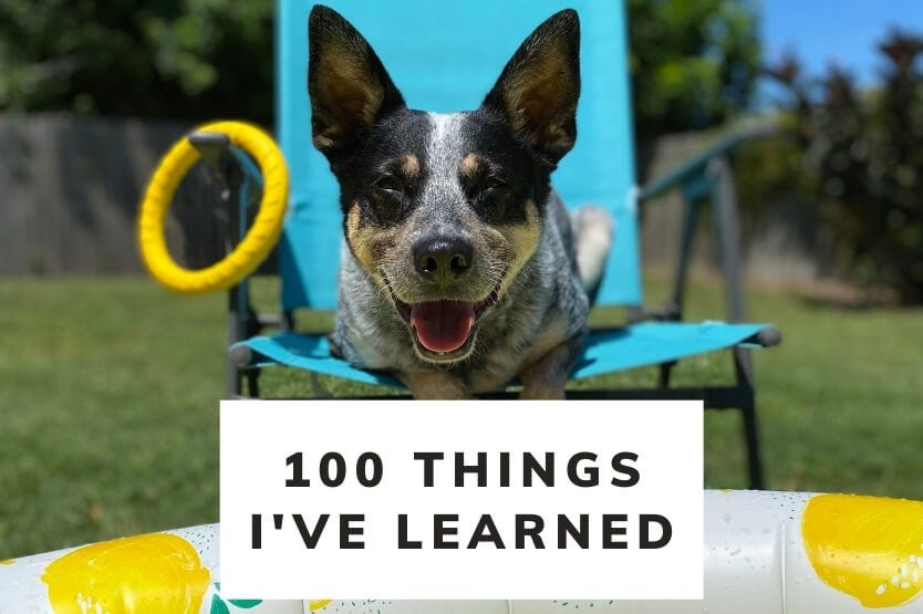 Scout the Australian cattle dog lounging in the Florida sun in a lawn chair near her Minnidip kiddie pool