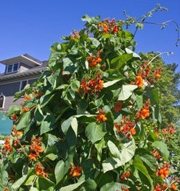 scarlet runner bean plant 