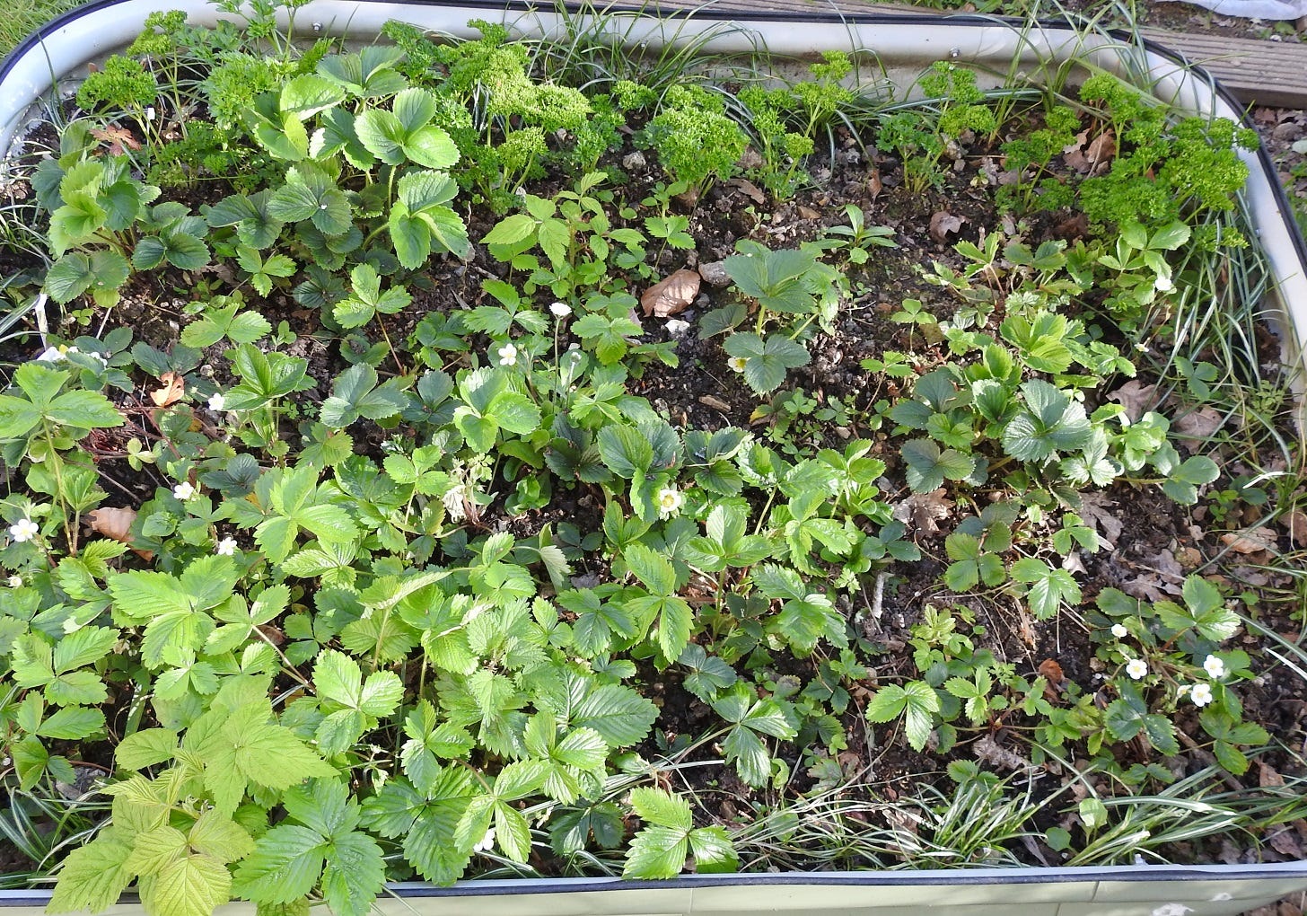 photo of my stawberries and parsley