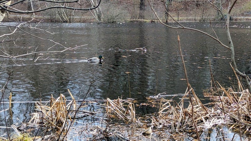 A pair of mallard ducks swimming on a pond together