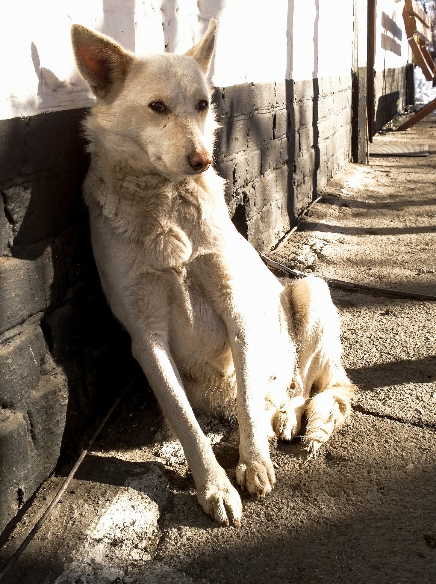 A dog. Leaning against a wall. Presumably preparing to bark. 