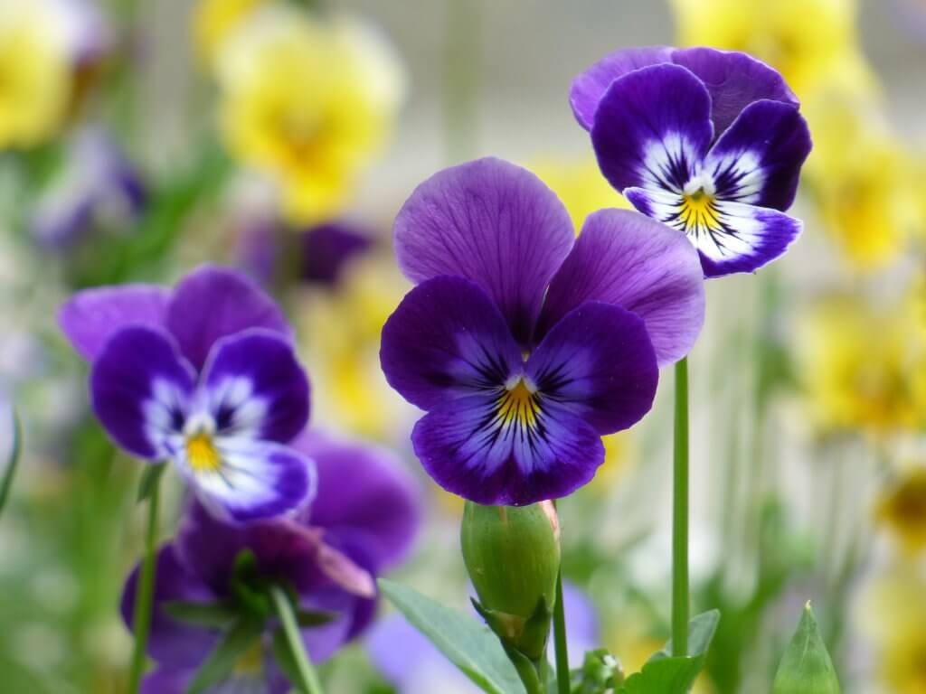 Johnny Jump up (Heartsease), Dainty and Fragrant Blooms - Eat The Planet