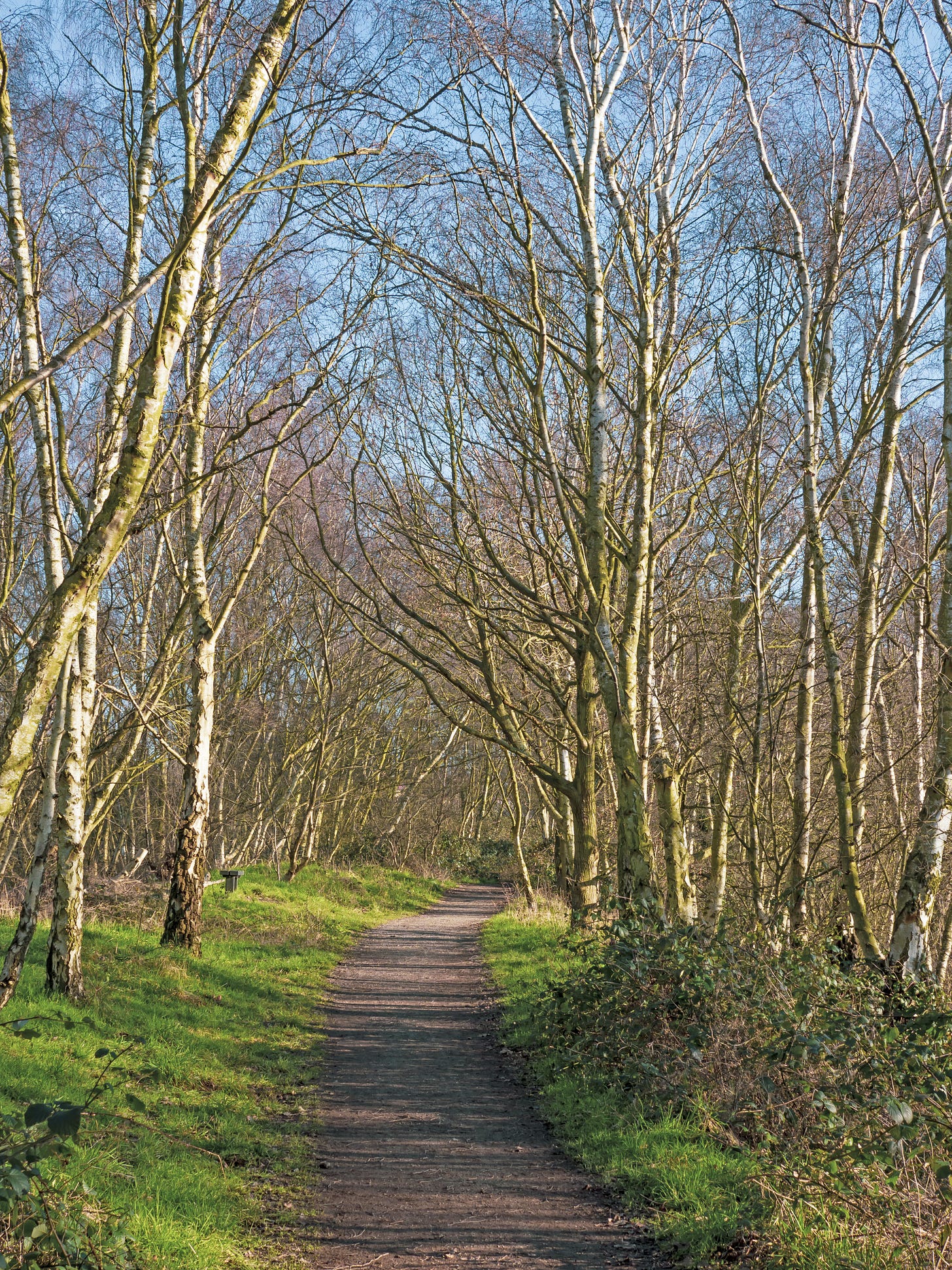 A path through silver birch trees with bare winter branches.  There is sunlight on the trees and a clear blue sky showing through the branches.