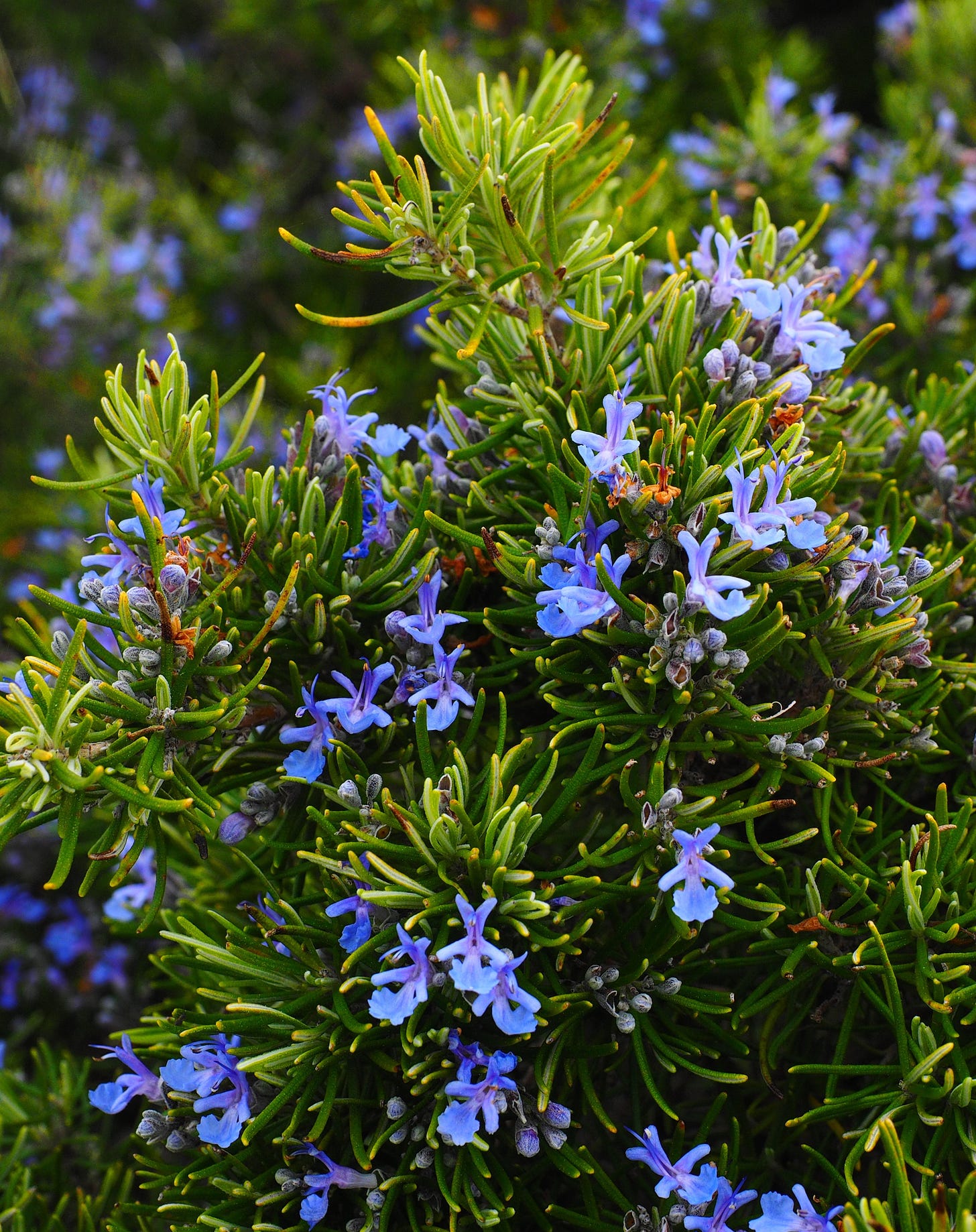 Hans (2015). Rosemary blossoms [photography]. https://pixabay.com/photos/rosemary-blossoms-blue-violet-1090419/