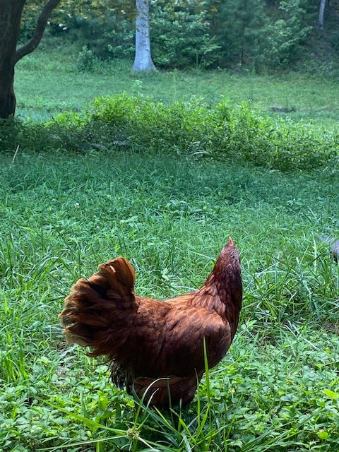 red hen on grass