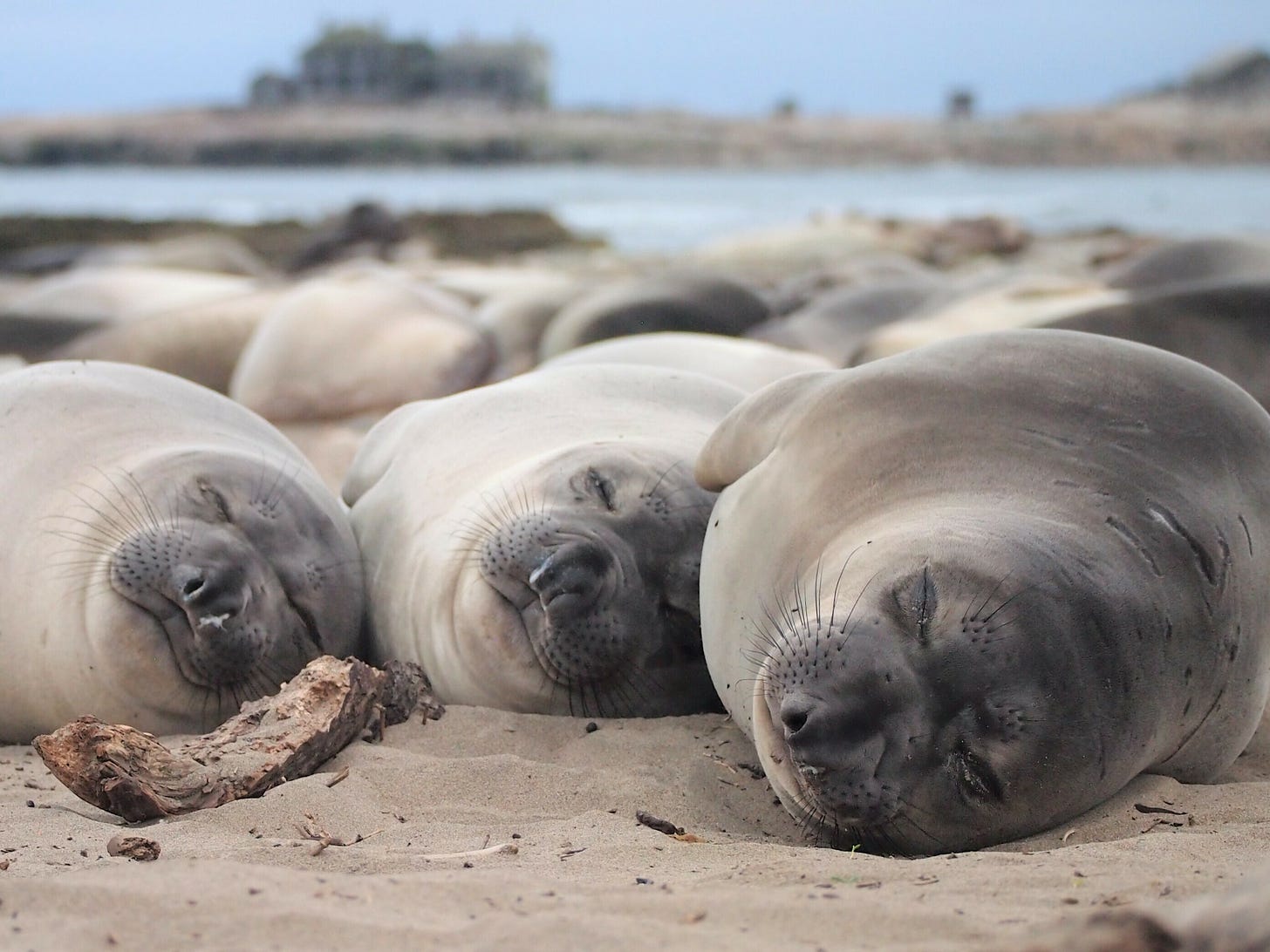 Las focas comparten siesta