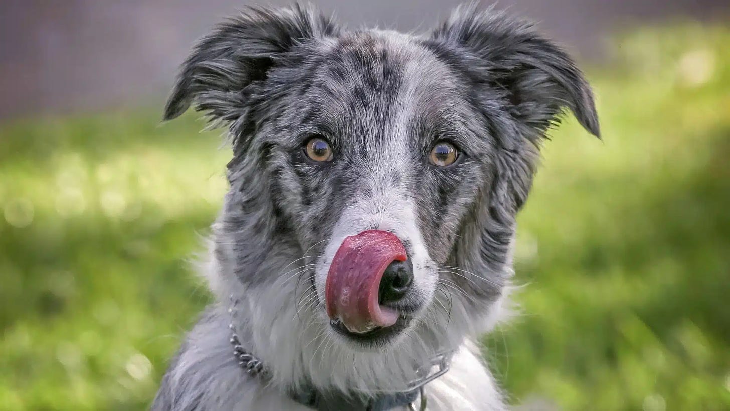 41+ Australian Shepherd Mix Breeds