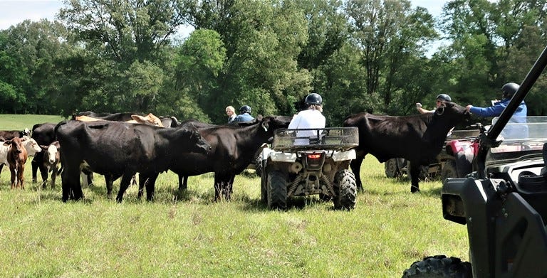 Meeting cows on a very intimate level on the Great River Outdoor Adventure, one of American Cruise Lines excursion options. Photo by Victor Block