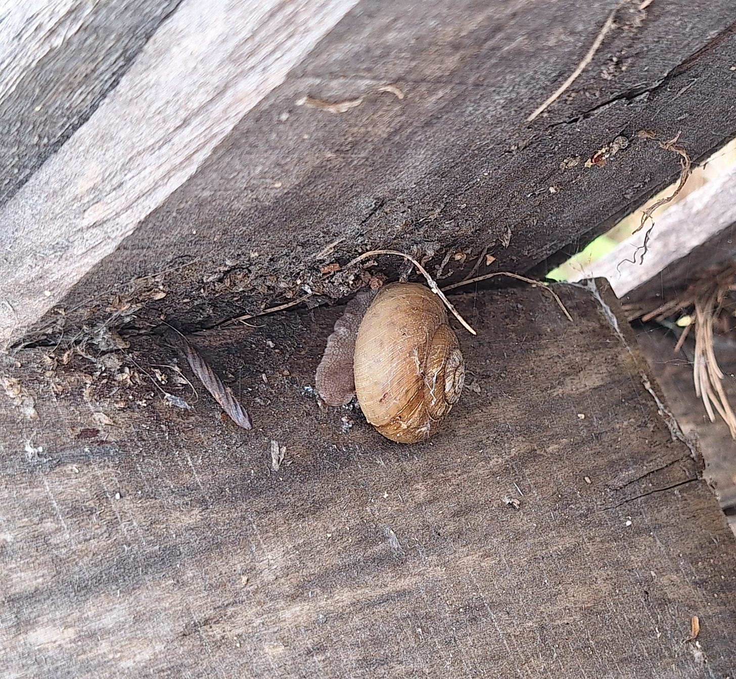 garden snail