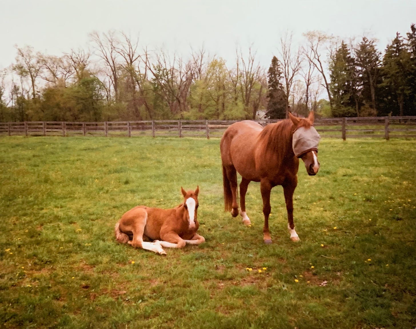 Two horses are in a field in springtime that is enclosed by a wooden fence. One horse is an adult, standing up next to the other who is pretty brand new, a foal. The adult is wearing a fly mask and the baby is laying on the ground with her legs folded under her. The sky is overcast.