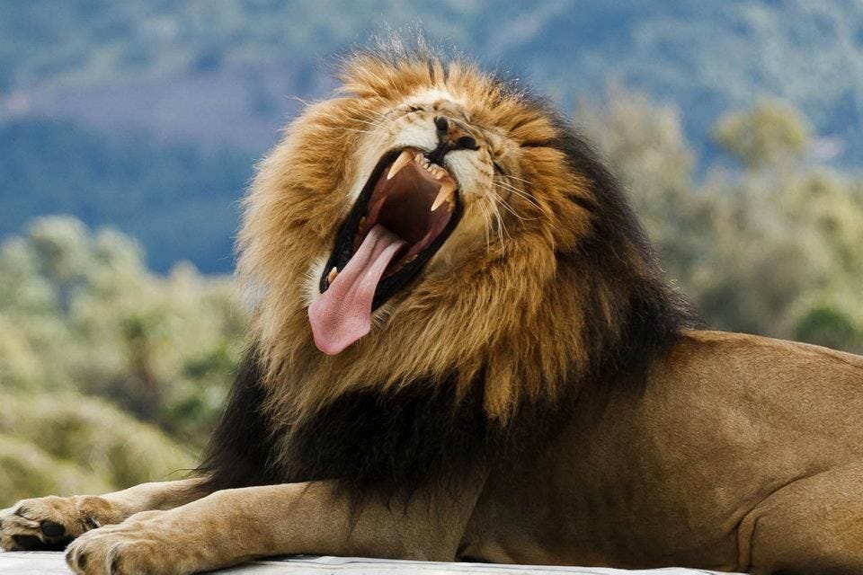 Yawning Lion! | Wild cats, Lion, Lion images