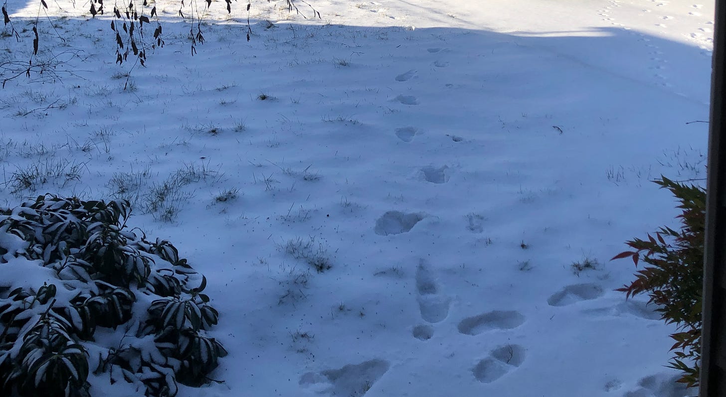 a snowy lawn with footprints