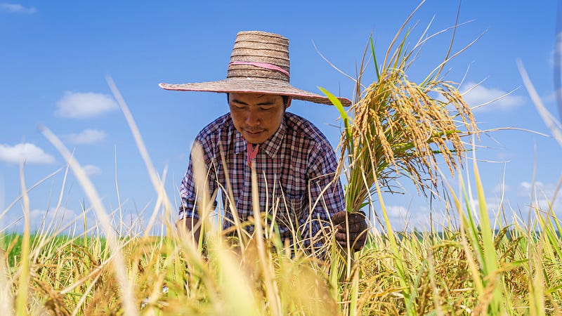 Calm ethnic farmer working in field during harvesting season