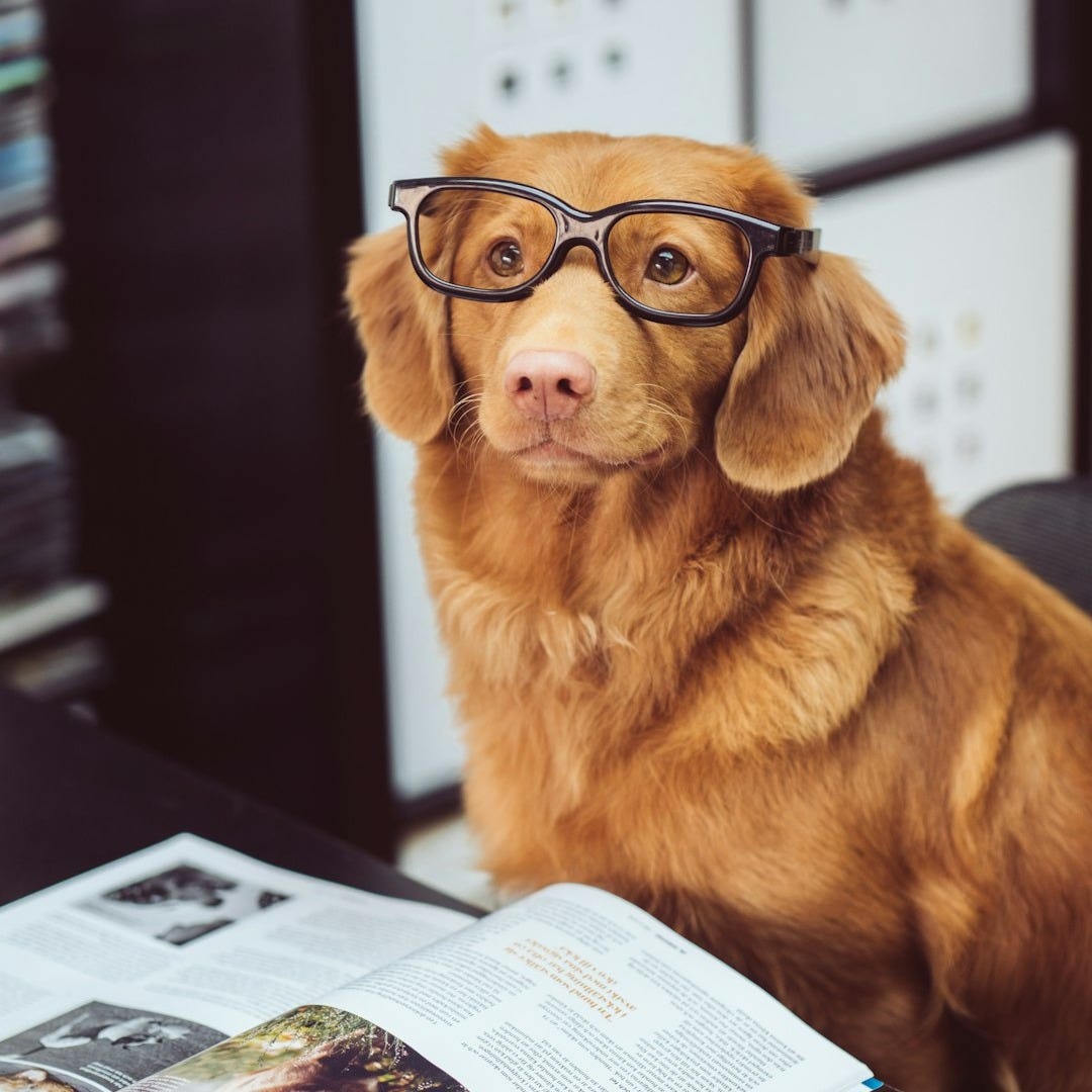 adorable dog sitting in front of book