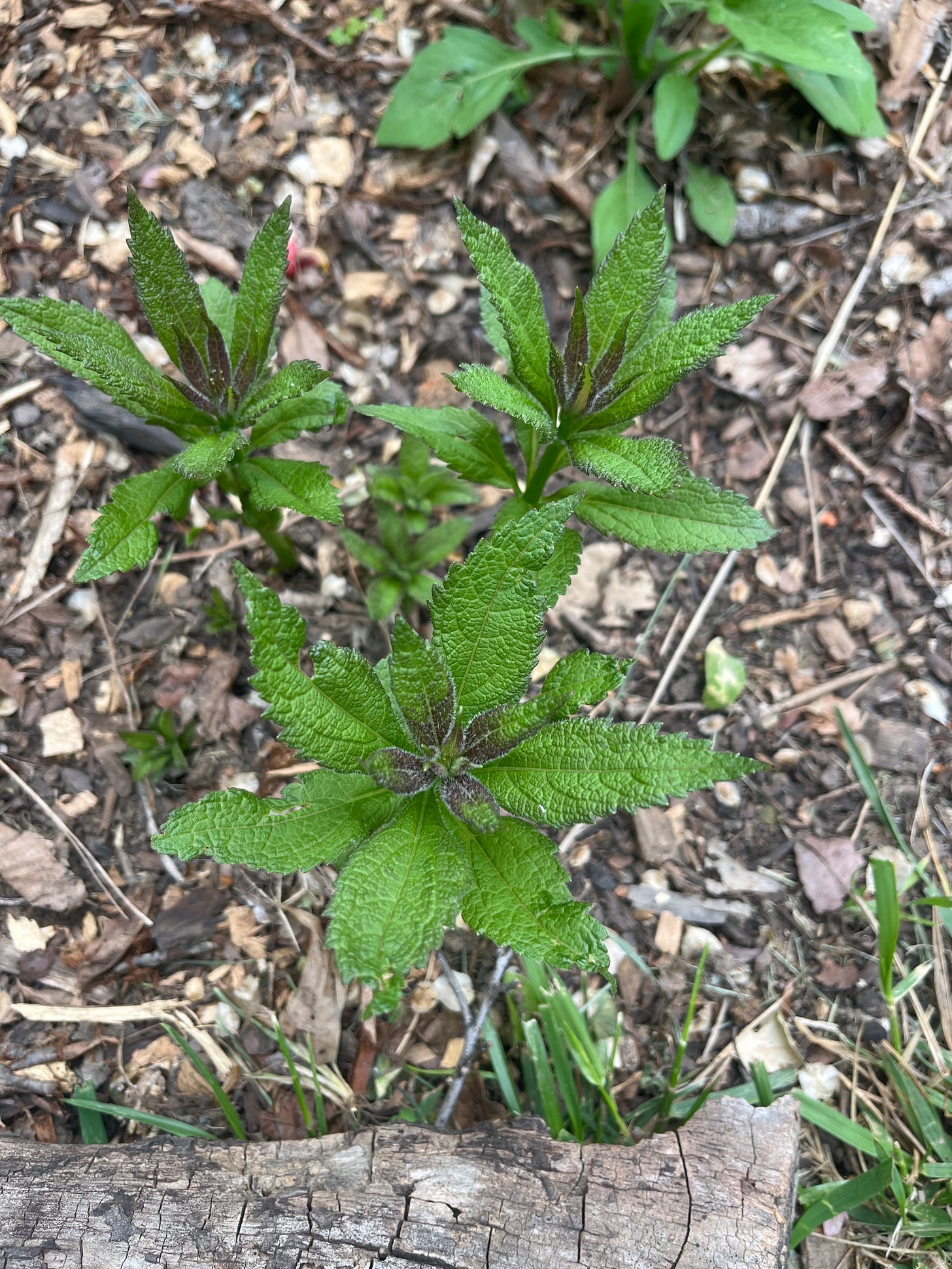 Green shoots and leaves of Joe Pye Weed, a native perennial, growing in a garden bed Green shoots and leaves of Joe Pye Weed, a native perennial, growing in a garden bed