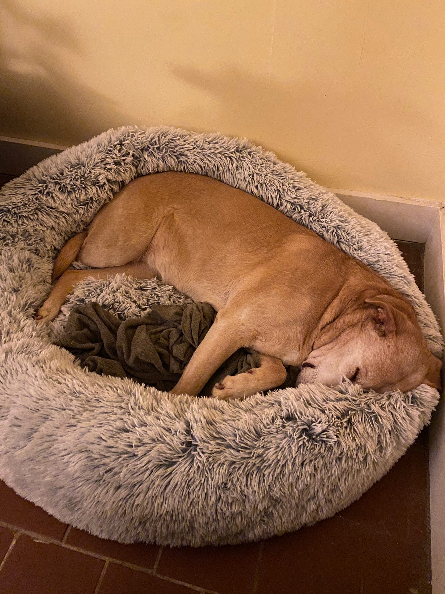 Nessa curled up in her fluffy bed, her nose tucked into the pillowy edge, and her paws resting on a blanket.