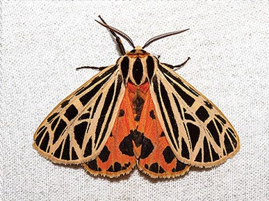 photo of moth Virgin Tiger Moth (Apantesis virgo)