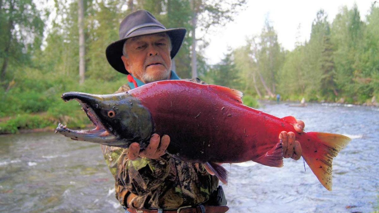 A fisherman on a riverbank holds a spawning male Sockeye salmon. The salmon's body is vivid red in color, with a protruding hump on its back. Its head is green and its jaw is open wide, showing the distinctive hooked kype.