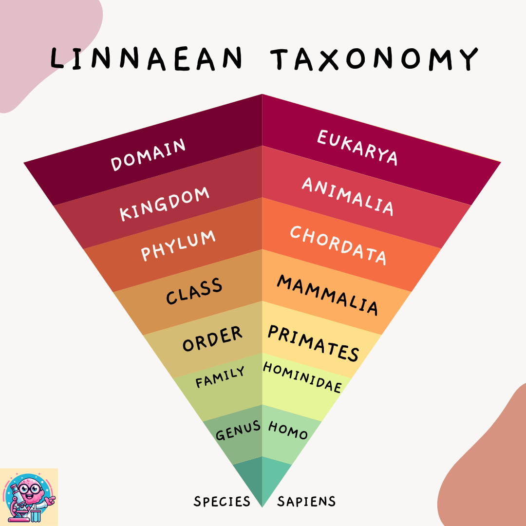 A cartoon of Linnaean taxonomy. Centered is an upside pyramid divided into 8 sections. On the left is the name of each taxonomic rank, and on the right is the taxonomy for our speces, Homo sapiens.