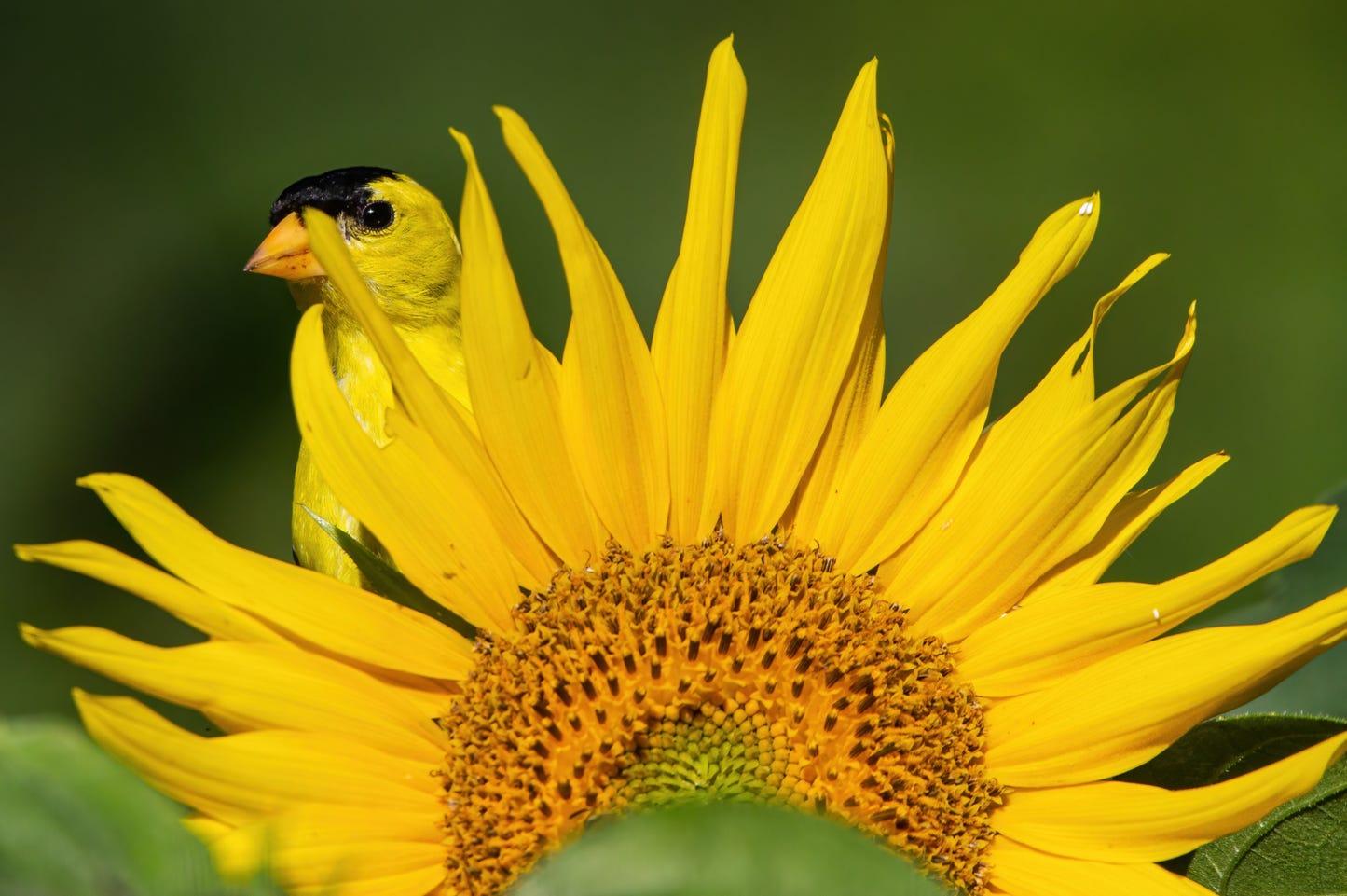 In this photo, a bright yellow and black goldfinch is behind a large sunflower head, peering out toward the photographer.