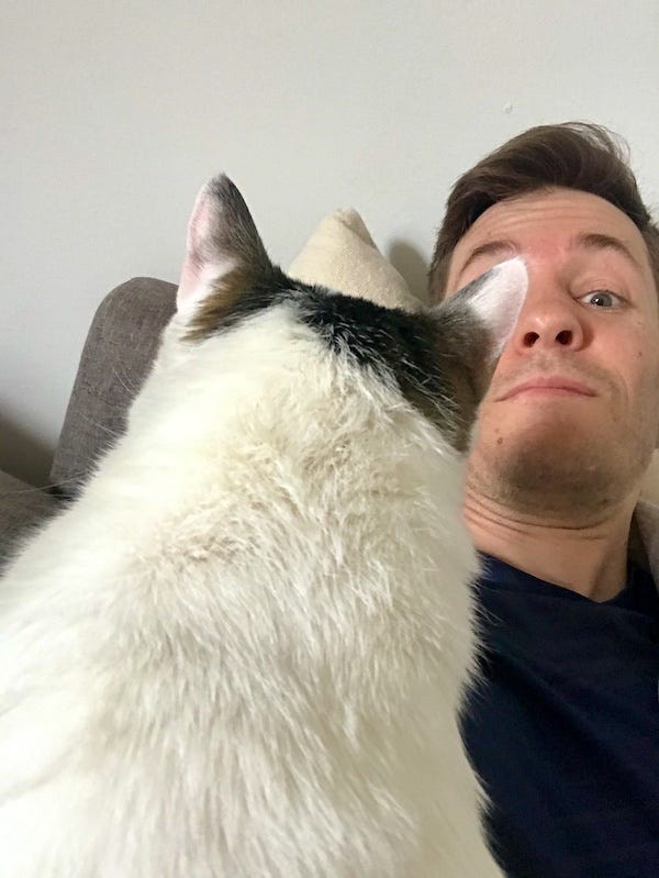 A photo of mostly cat with part of a human face in the background