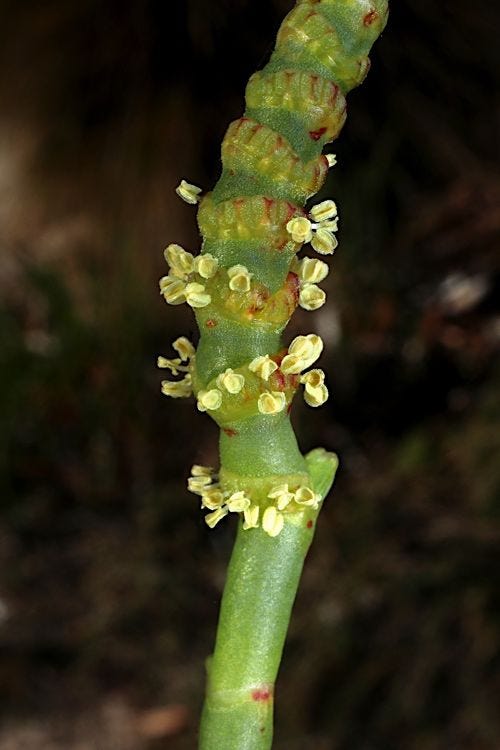 Sarcocornia quinqueflora [flowers - ATLAS - M. Fagg 2018].jpeg