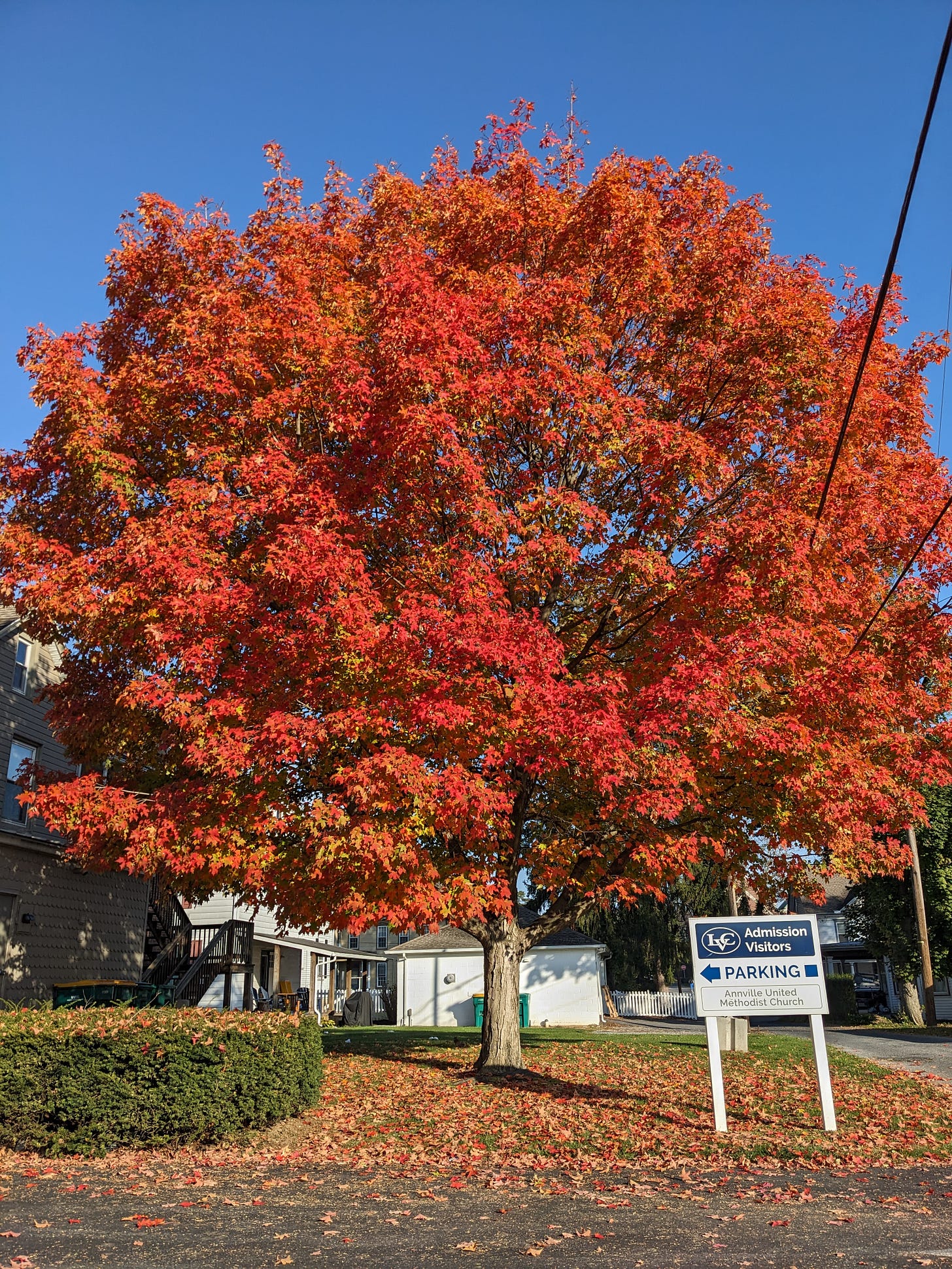 A large maple tree in its full flush of autumn red-gold.