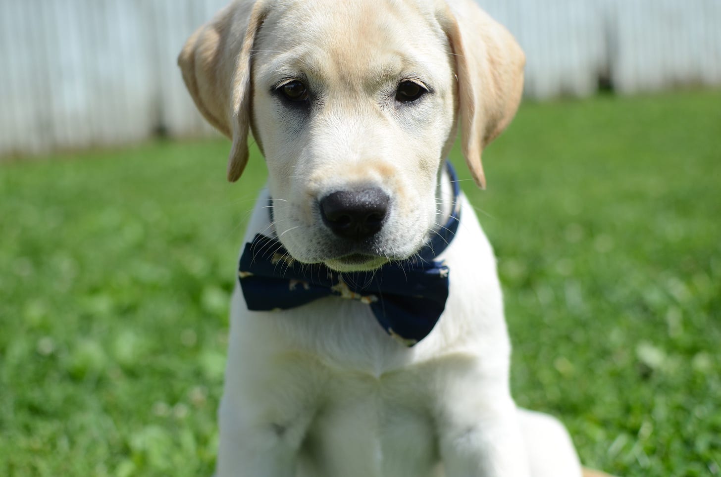 A yellow Labrador retriever puppy wears a blue bow tie with retrievers on it. She's sitting outside,