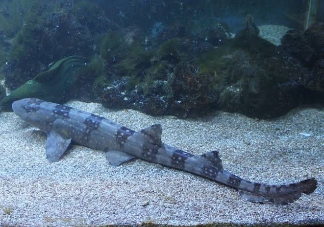 Whitespotted bamboo shark - L'Aquàrium