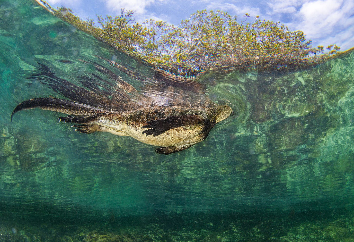 imagen de una iguana nadando en la superfie del agua mientras vuelve a casa en las islas Galápagos