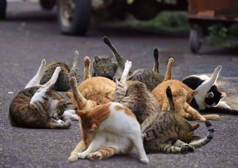 Photo of ten feral cats, all licking their butts at the same time. 