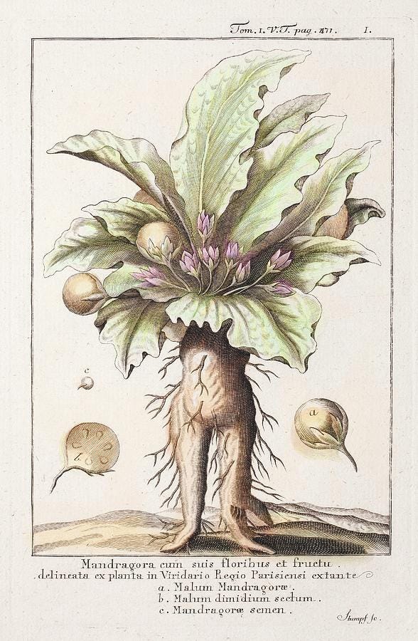 Mandrake Plant by Paul D Stewart