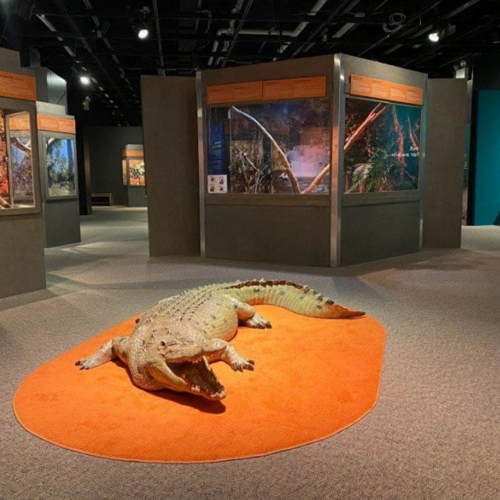 A large taxidermy crocodile in the middle of the floor at Little Ray's Nature Centre sitting on an orange carpet. The background shows other displays in the centre. On of the unique activities in Ottawa.