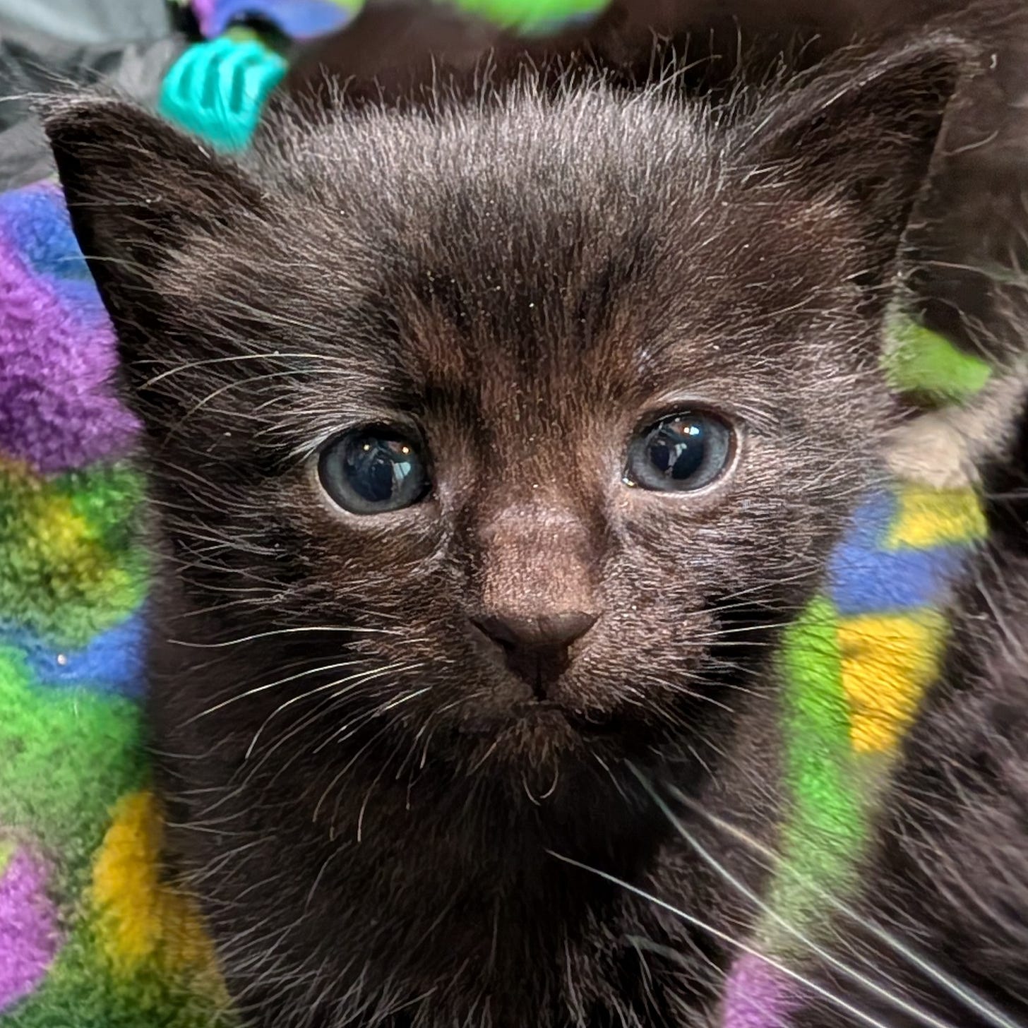A black kitten with blue eyes