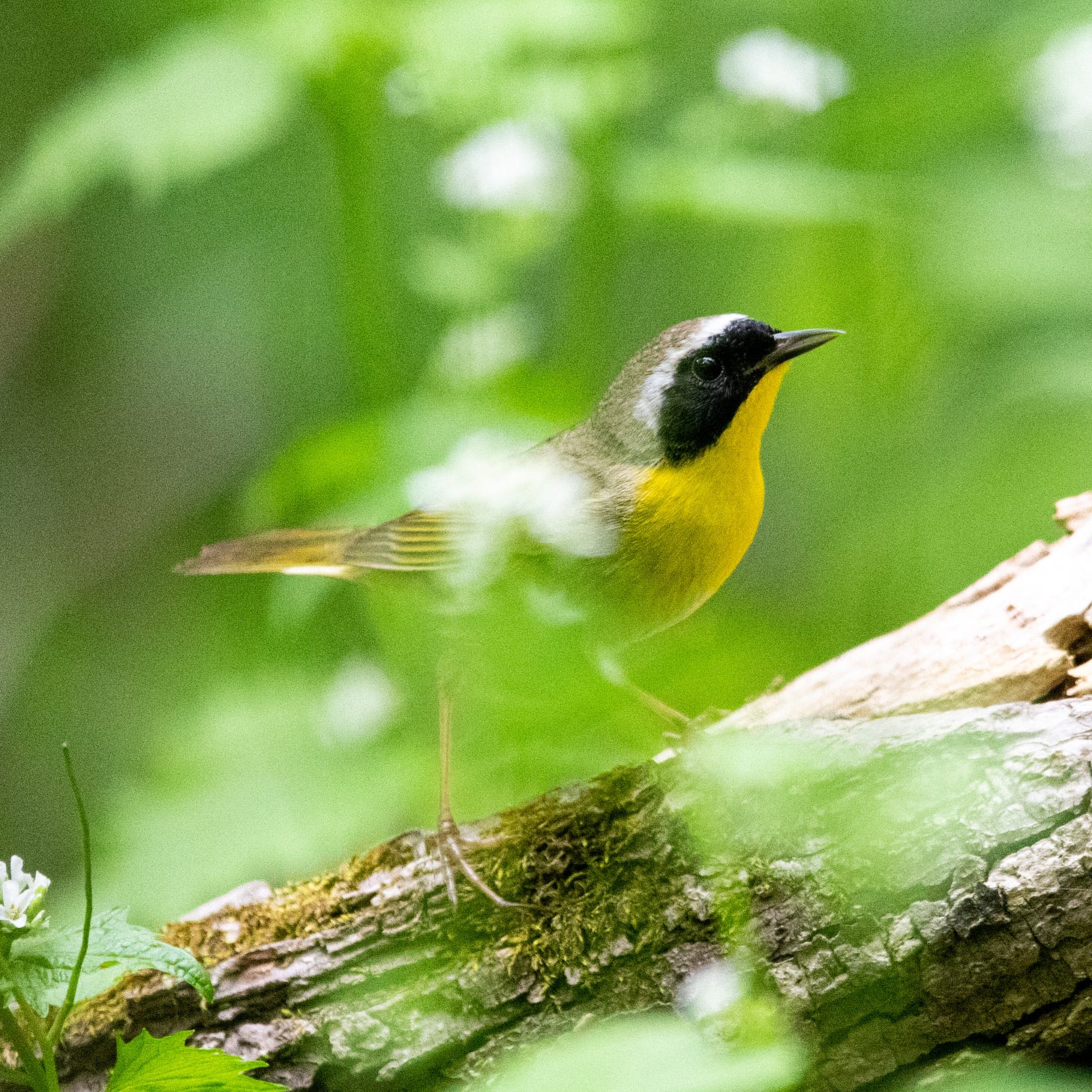 A male common yellowthroat perched on a log, in profile