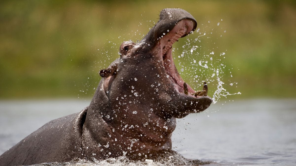 Massive angry hippo swallows boy, 2, whole before spitting him back out  alive - Daily Star