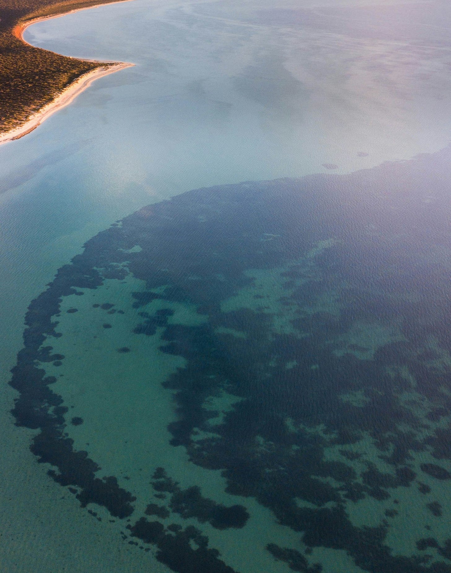 Stromatolites in Shark Bay, Australia