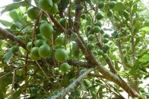 Unripe nuts hang in bunches on the tree. Insect pollination of the macadamia flowers was essential for successful nut production.