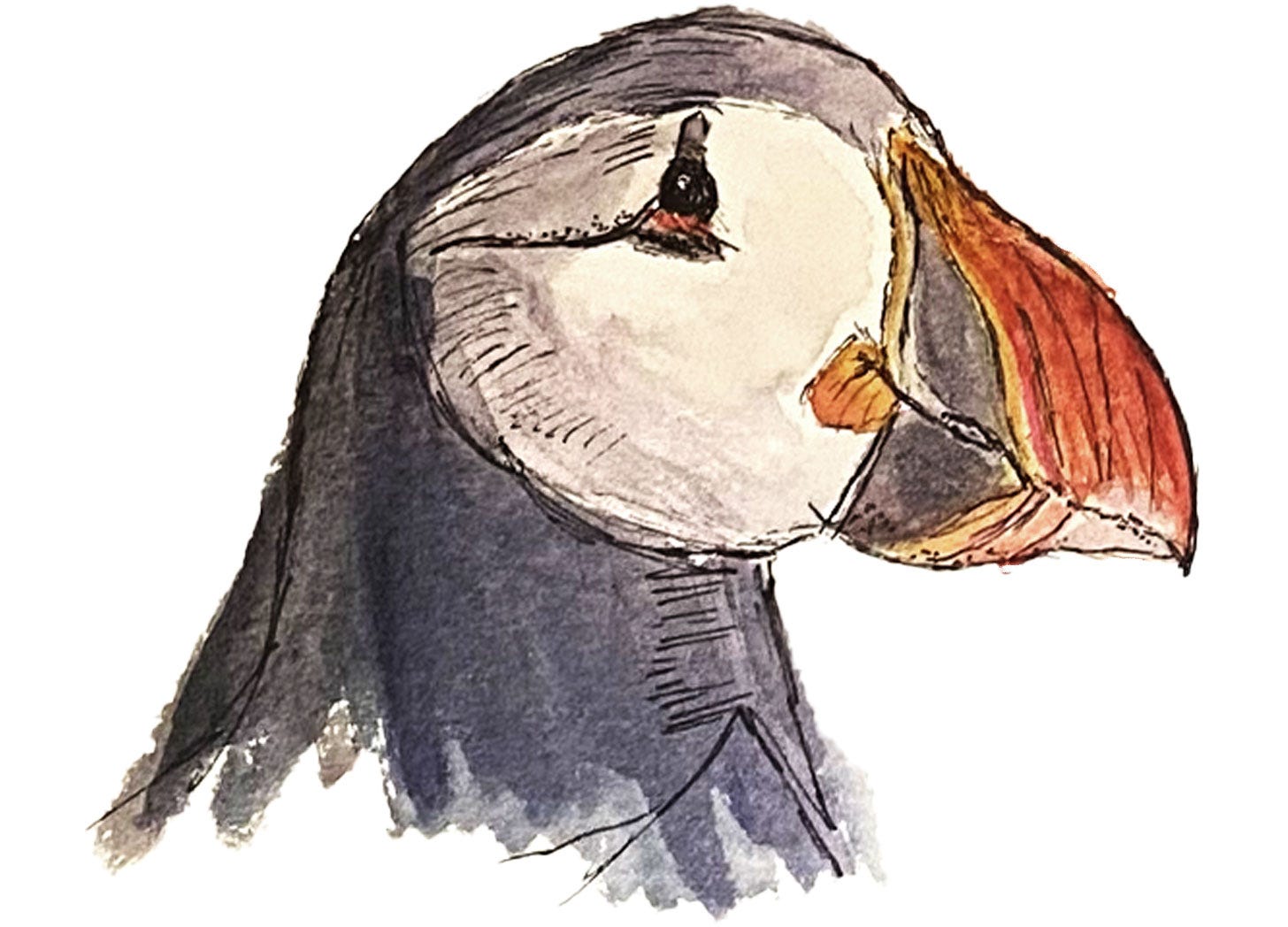 pen and wash sketch from nature journal of Atlantic Puffin