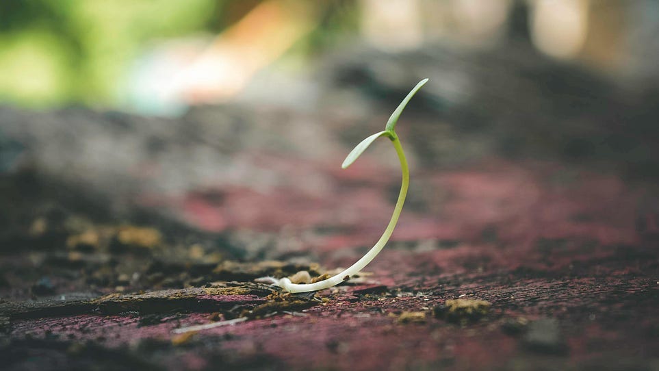 A small seed growing out of the ground to show the importance of self love