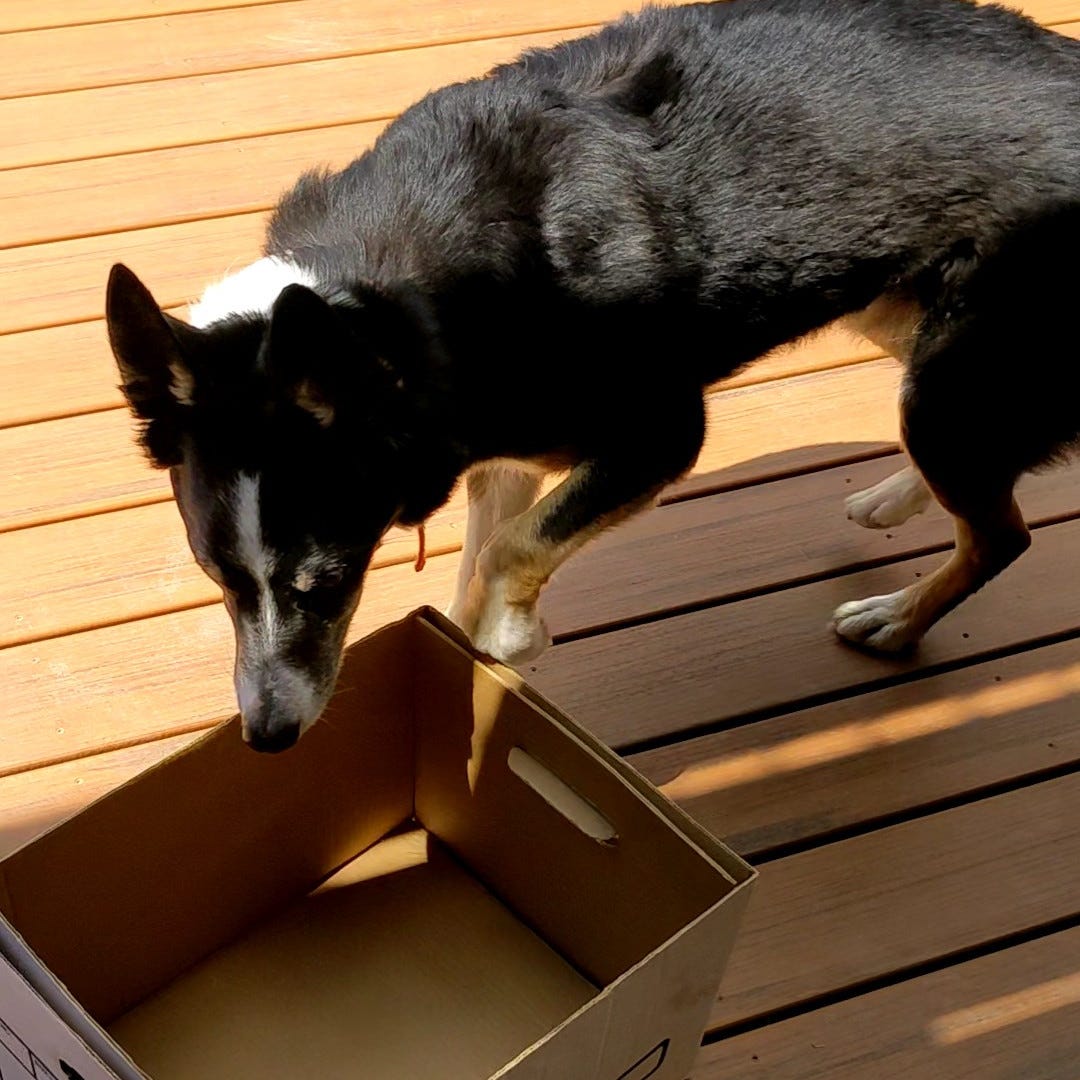 Dog sniffing box