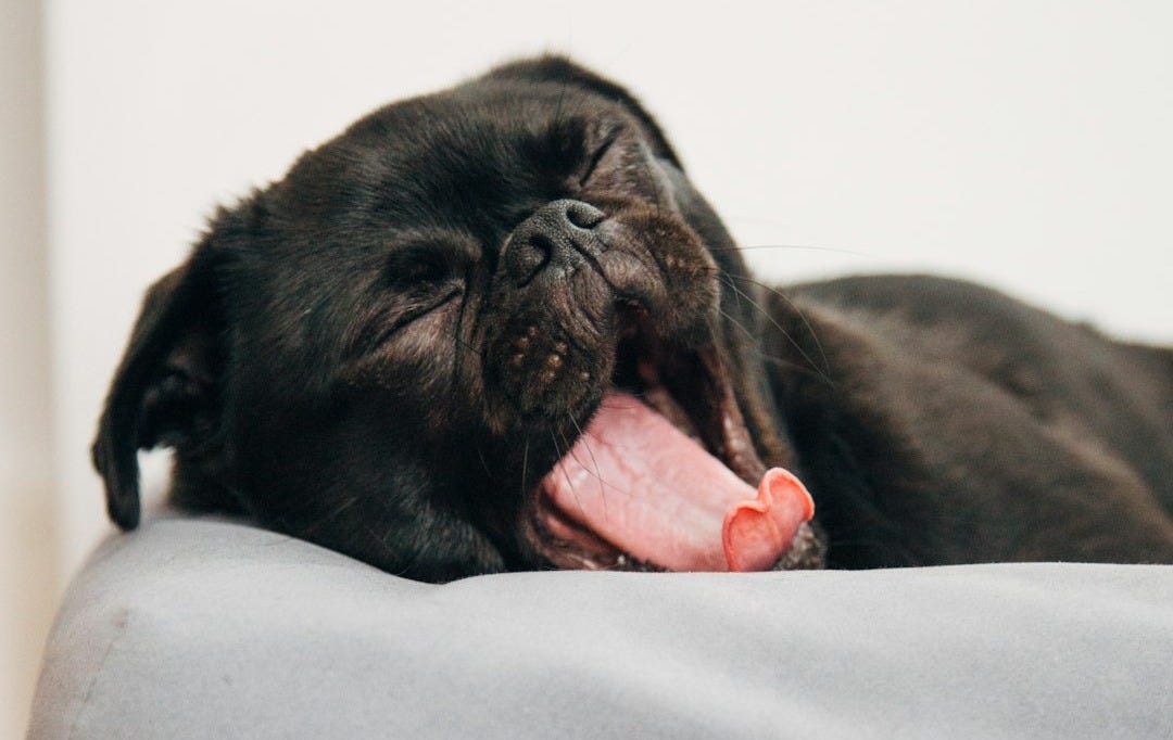 black pug yawning on Casper pet bed inside room black pug yawning on Casper pet bed inside room
