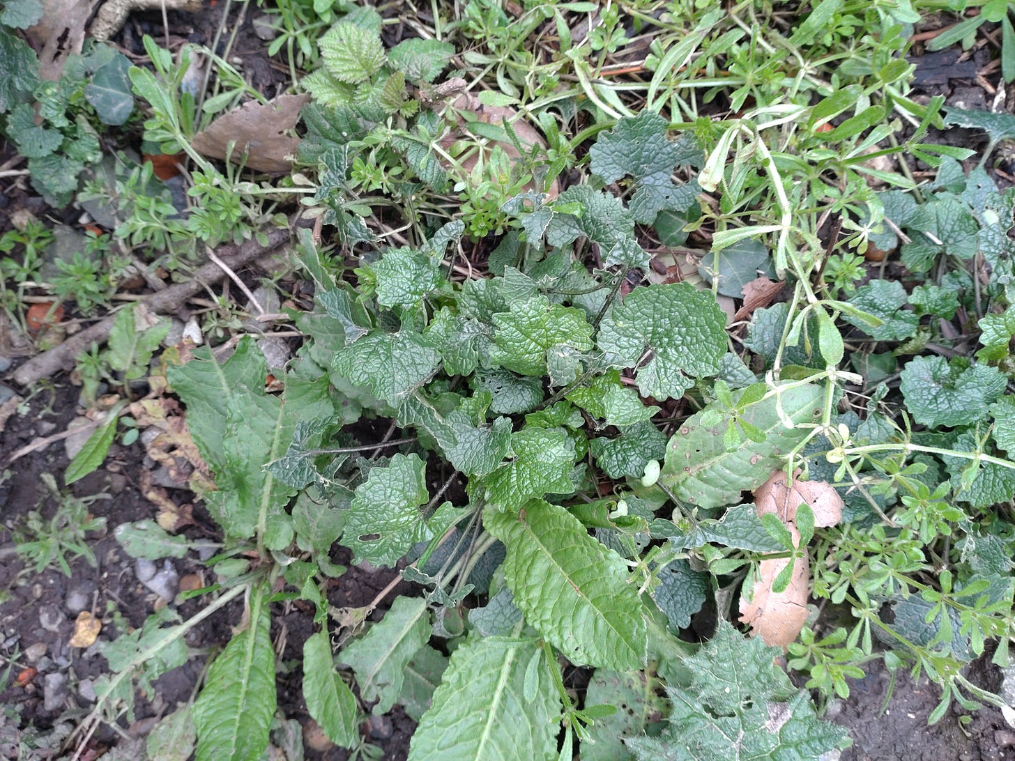 Hedge mustard