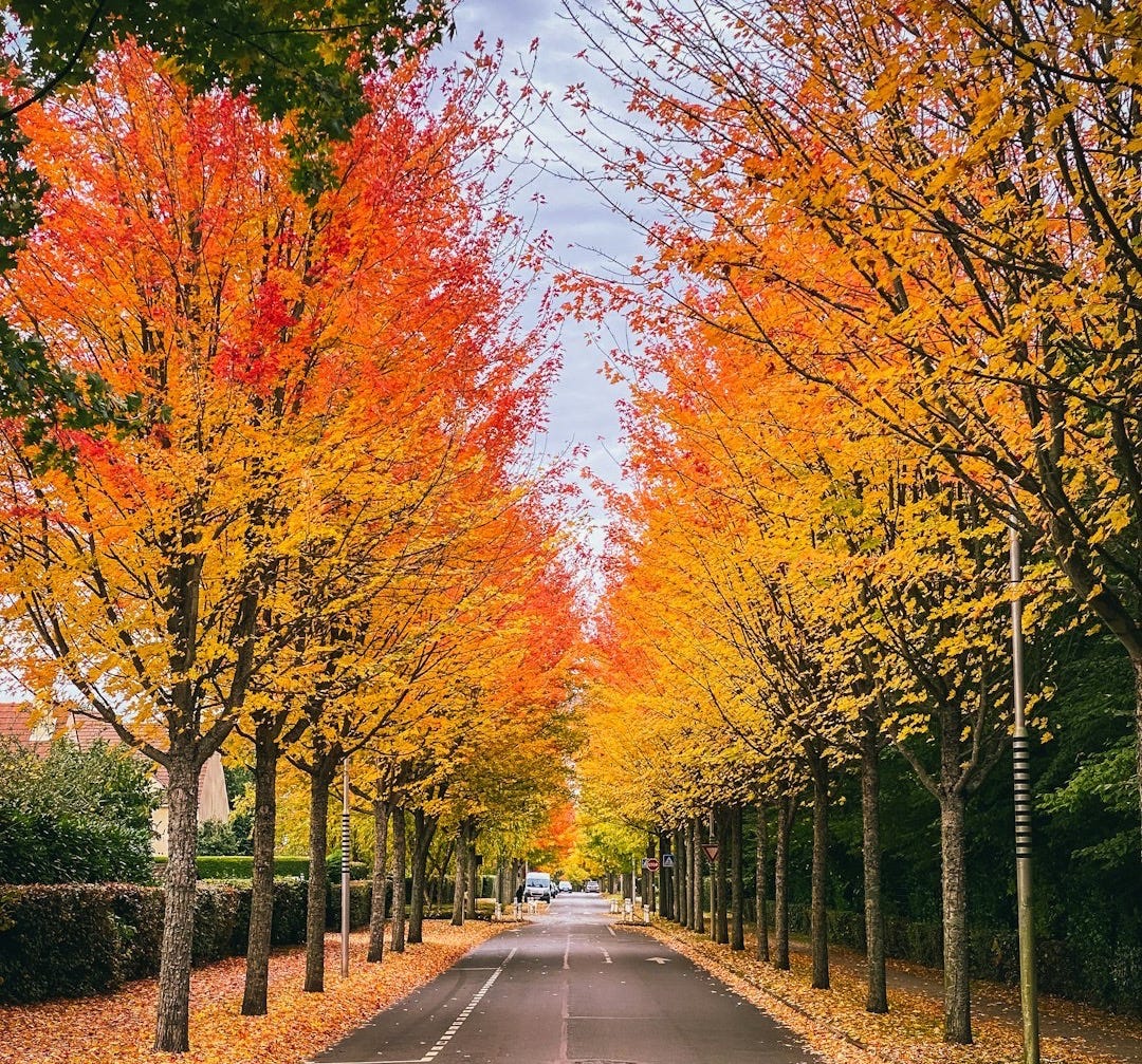 a street lined with trees with orange and yellow leaves