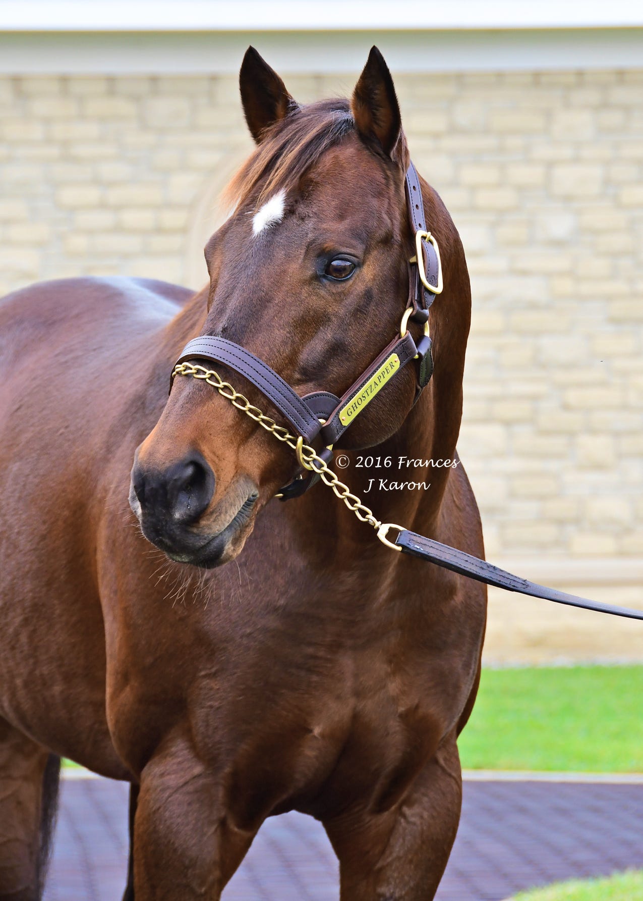 Ghostzapper pictured at Adena Springs but now stands at Hill ‘n’ Dale.